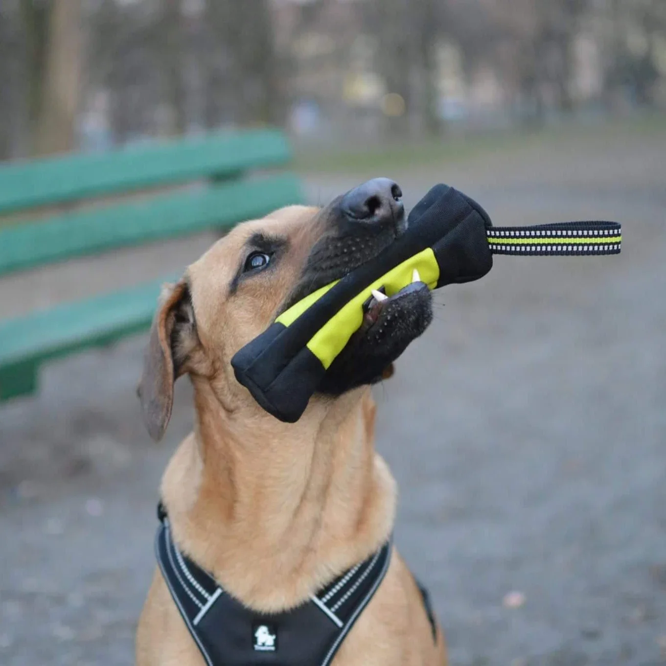 Truelove cão treinamento retri - Food Pouch Reusable avaliação e preço